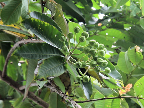 Duabanga grandiflora