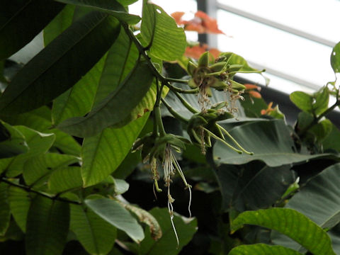 Duabanga grandiflora