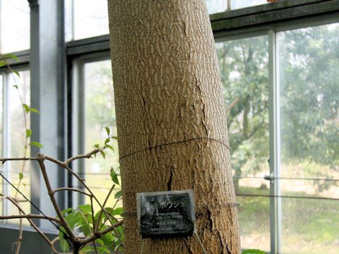 Duabanga grandiflora