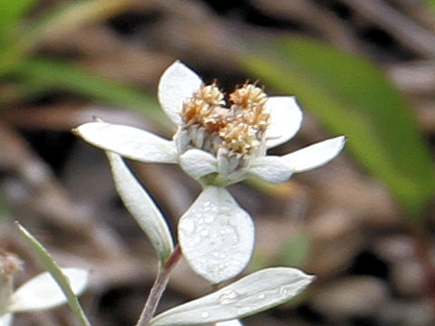 Leontopodium japonicum f. happoense