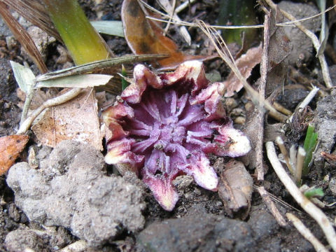 Aspidistra elatior