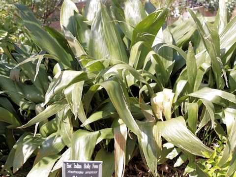 Aspidistra elatior