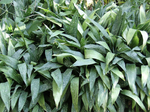 Aspidistra elatior 'Punctata'