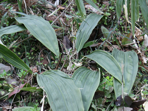 Aspidistra elatior