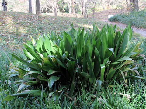 Aspidistra elatior