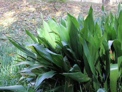 Aspidistra elatior