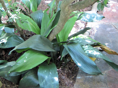 Aspidistra elatior