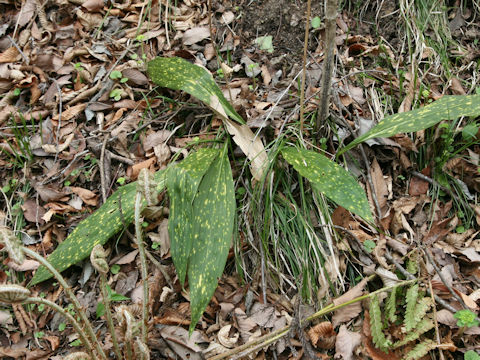 Aspidistra elatior
