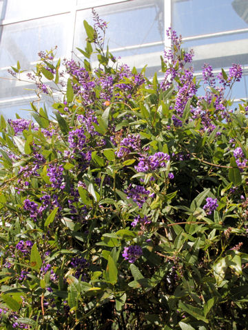 Hardenbergia comptoniana