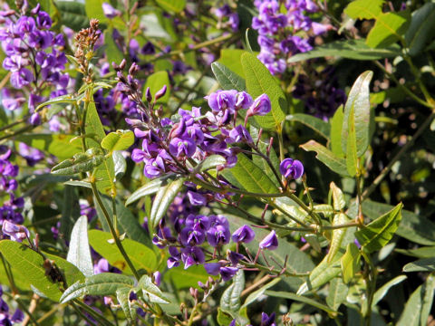 Hardenbergia comptoniana