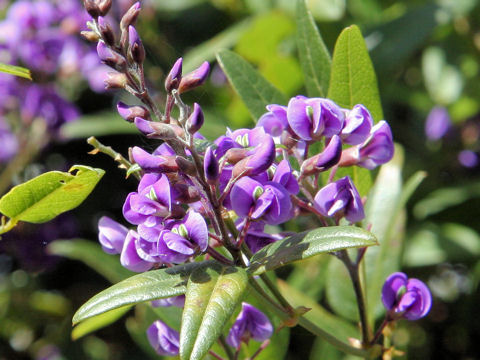 Hardenbergia comptoniana