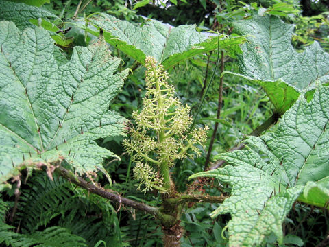 Oplopanax japonicus