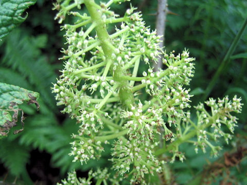 Oplopanax japonicus