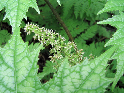 Oplopanax japonicus