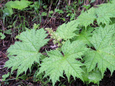 Oplopanax japonicus