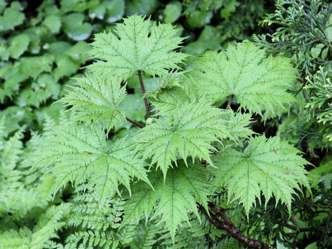 Oplopanax japonicus