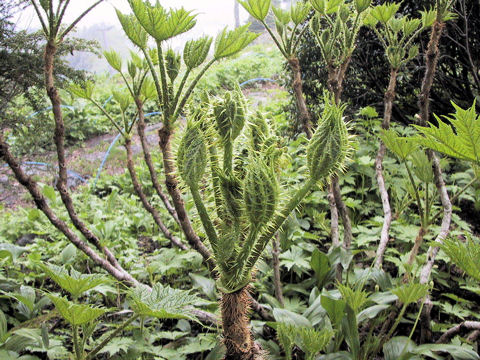 Oplopanax japonicus