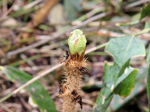 Oplopanax japonicus