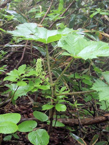 Oplopanax japonicus