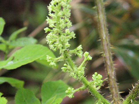 Oplopanax japonicus