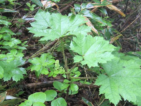 Oplopanax japonicus