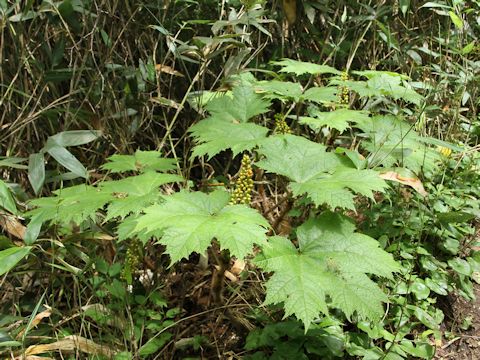 Oplopanax japonicus