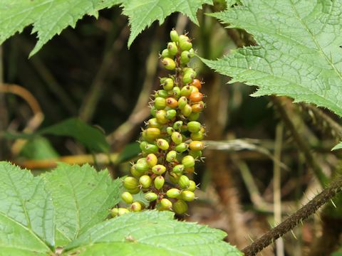 Oplopanax japonicus