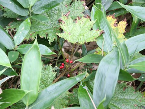 Oplopanax japonicus