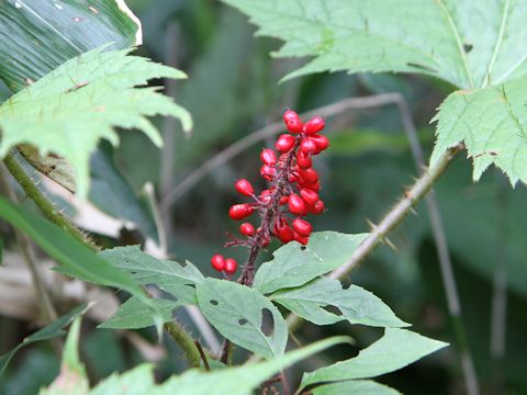 Oplopanax japonicus