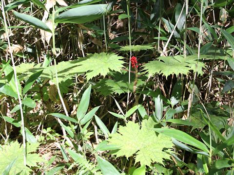 Oplopanax japonicus