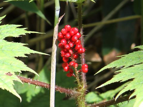 Oplopanax japonicus