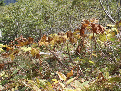 Oplopanax japonicus