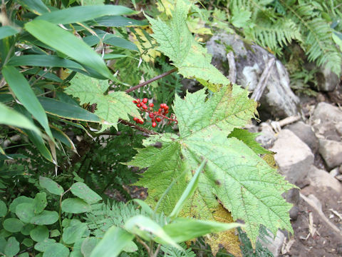 Oplopanax japonicus