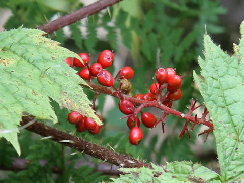 Oplopanax japonicus