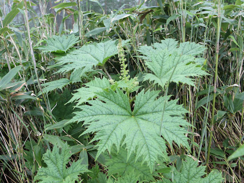 Oplopanax japonicus