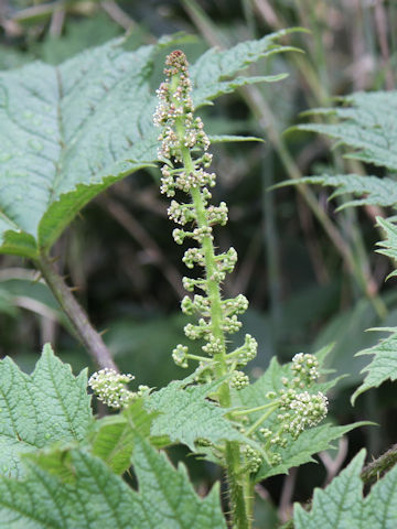 Oplopanax japonicus