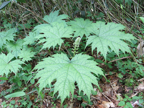 Oplopanax japonicus