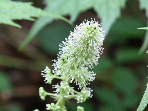 Oplopanax japonicus