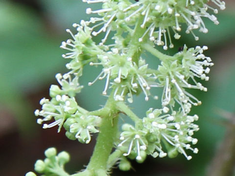 Oplopanax japonicus