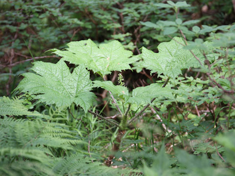 Oplopanax japonicus