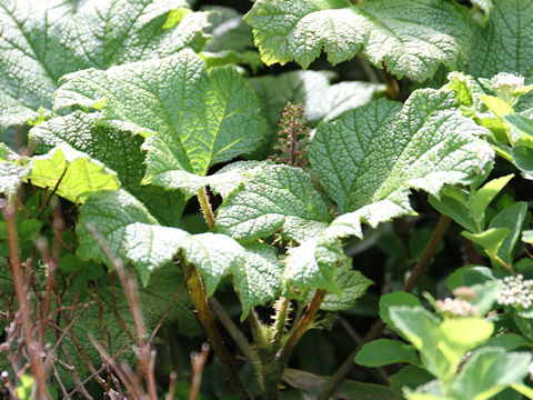 Oplopanax japonicus