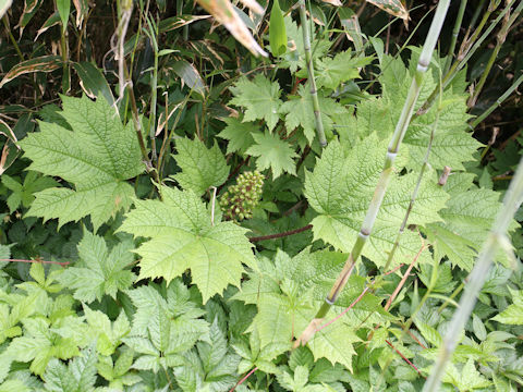 Oplopanax japonicus