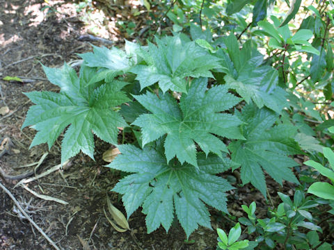 Oplopanax japonicus