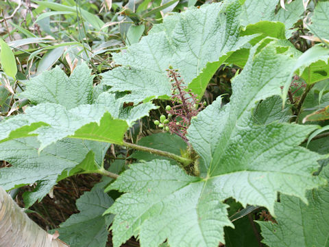 Oplopanax japonicus