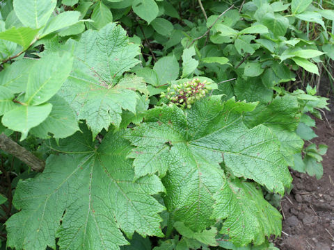 Oplopanax japonicus