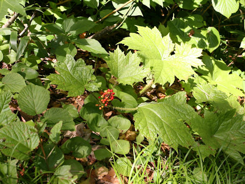 Oplopanax japonicus