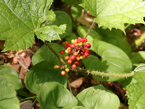 Oplopanax japonicus