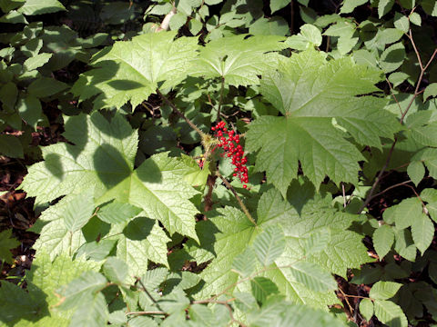 Oplopanax japonicus