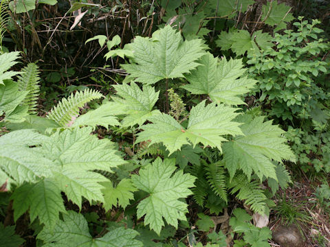 Oplopanax japonicus