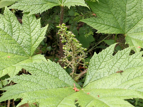 Oplopanax japonicus